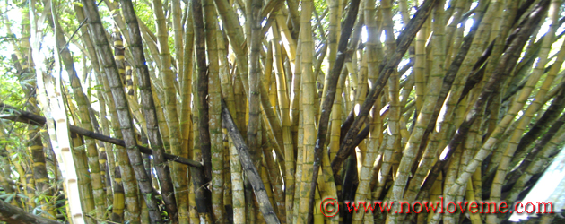 Bamboo Boundaries http://nowloveme.com
